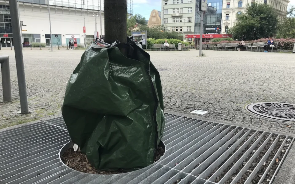 Vak u stromu na Soukenném náměstí.