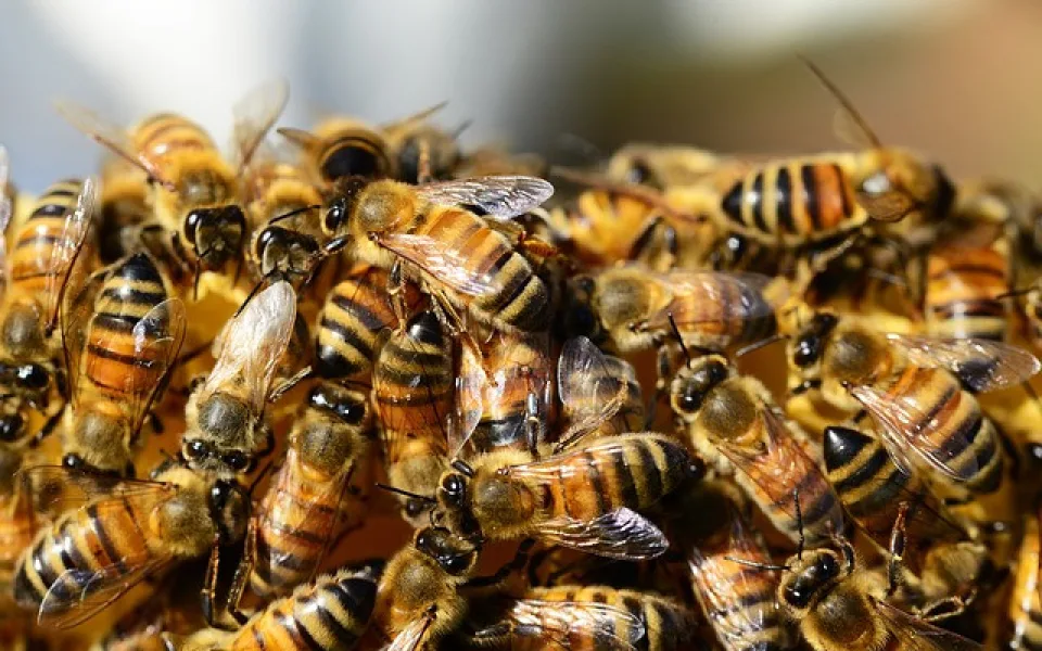 honey-bees-326334_640