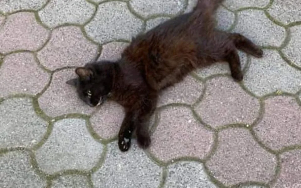 Foto sražené kočky