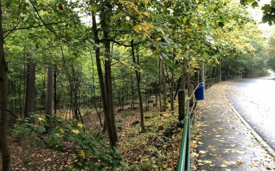 Radnice chce revitalizovat lesopark ve Fibichově ulici. Kdy, to zatím jasné není
