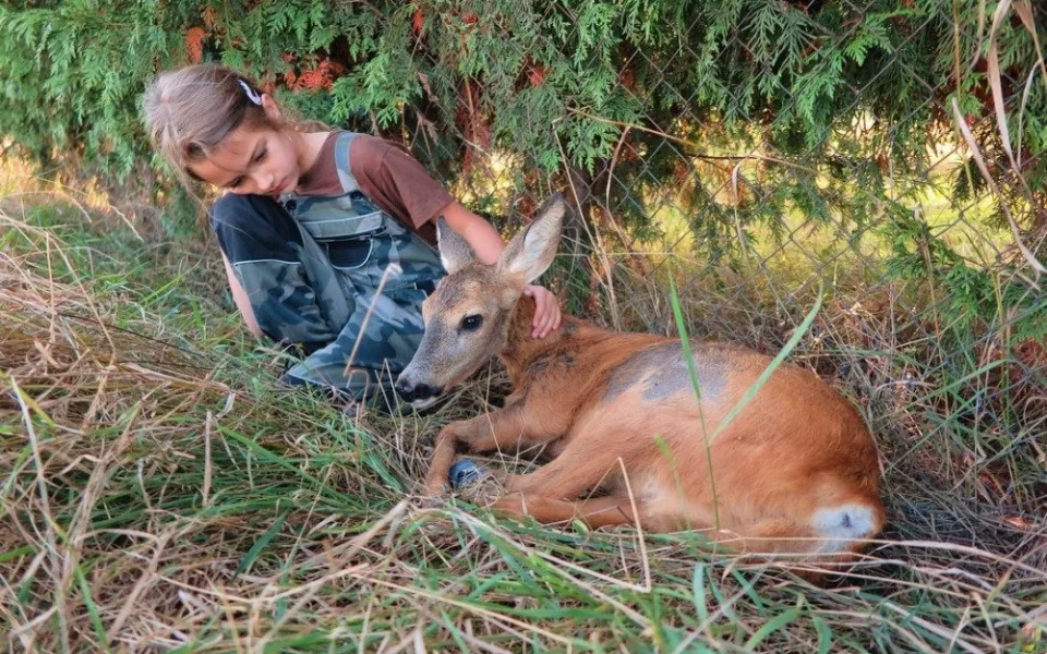 Většina zvířat sražených autem nemá šanci přežít způsobená těžká zranění