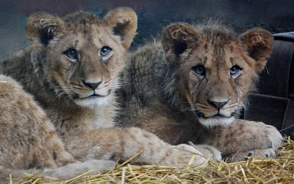 Zoo opouští jeden z mladých lvů. Stěhuje se do zahrady v Antverpách