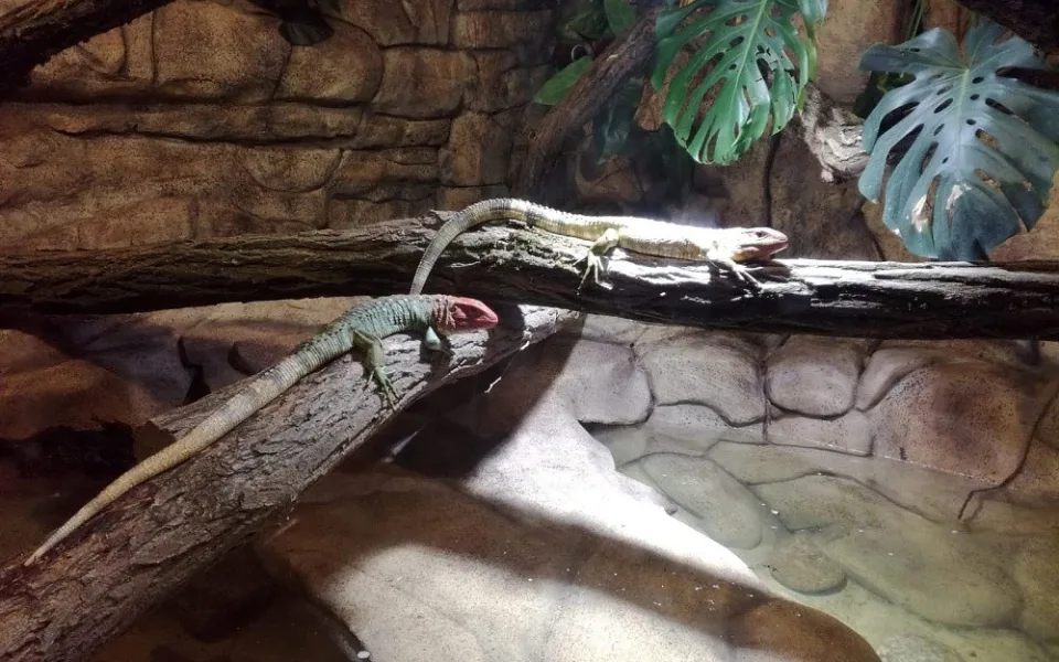 Novými obyvateli liberecké zoo jsou jihoamerické dracény