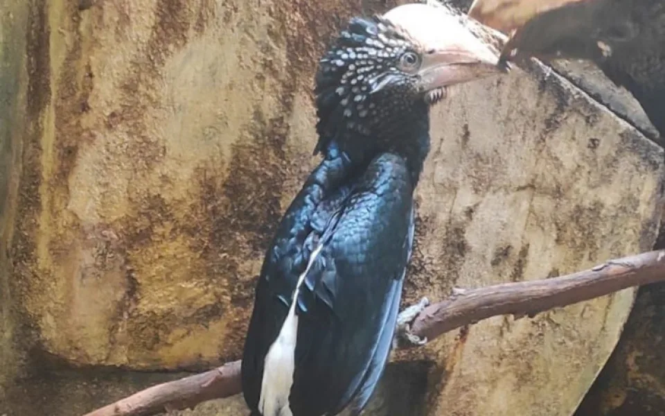 V liberecké zoo se poprvé v historii podařilo odchovat zoborožce šedolícé