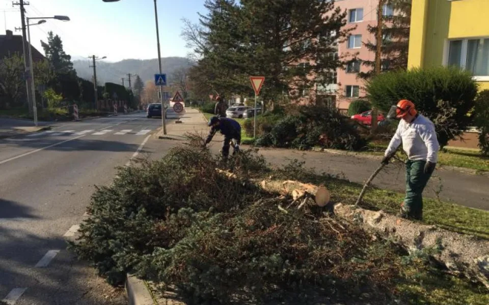 Ve Frýdlantu musí vykácet přes sedmdesát jehličnanů, jsou napadené