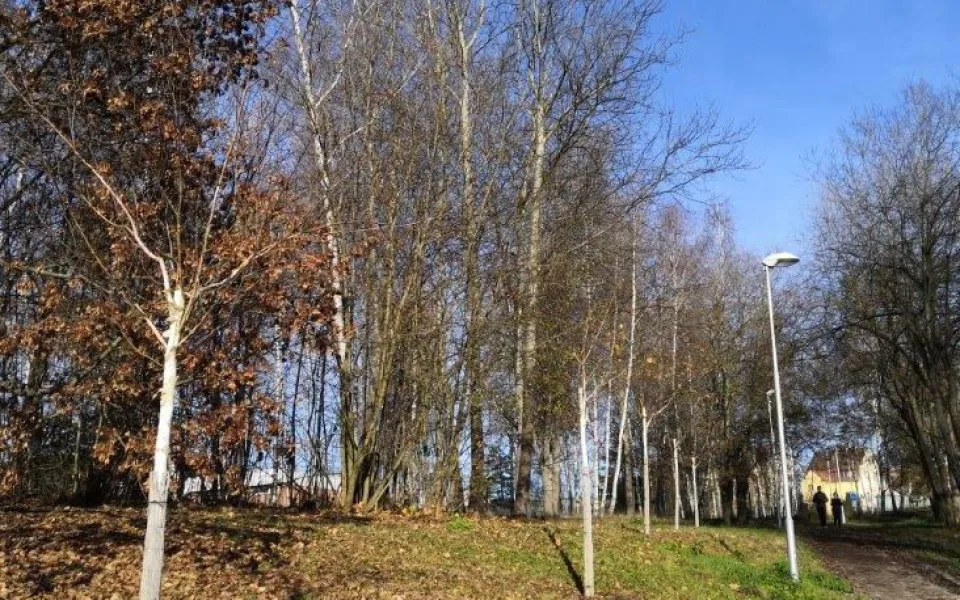 Nová březová alej vydržela tři roky. Pěti stromům uřezal koruny vandal