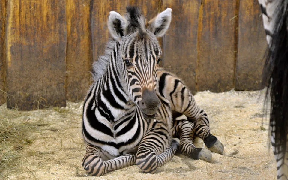 Další přírůstek v liberecké zoo. Narodila se stá zebra Chapmanova