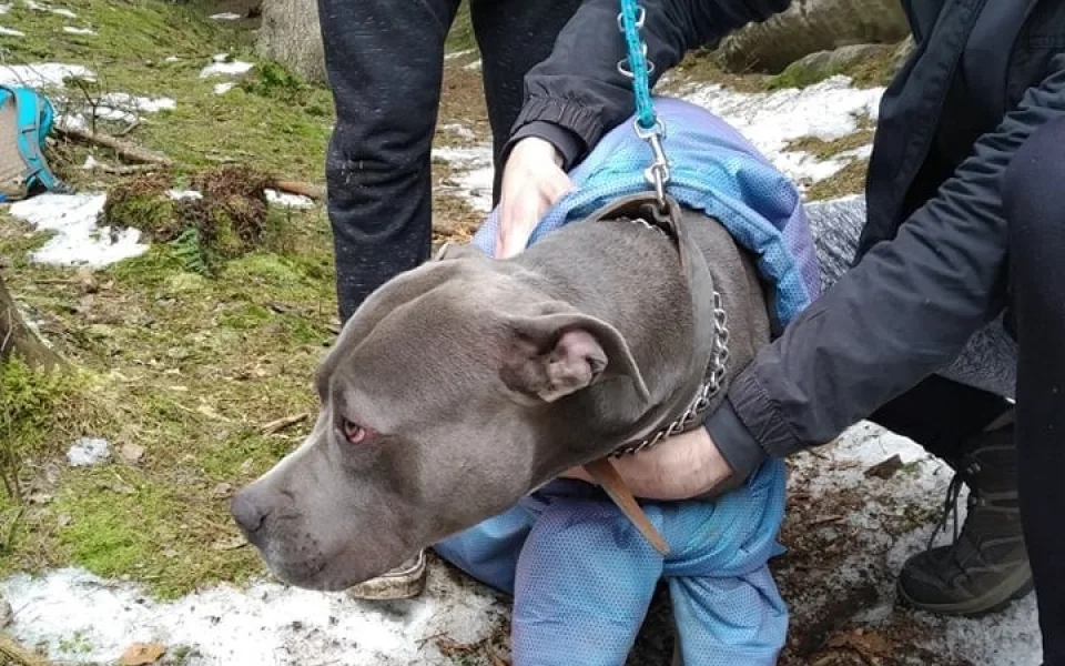 V průrvě skal uvízl pes. Ven mu pomohli až hasiči