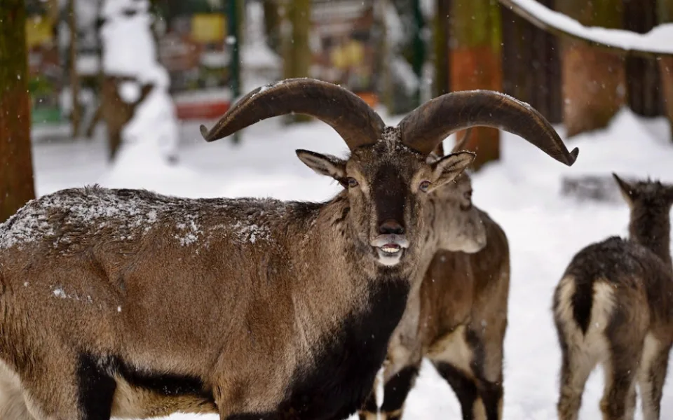 Liberecké zoo hrozí, že bez podpory bude muset omezit provoz