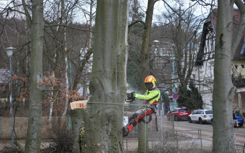 Město nechalo z parku v Liďákách pokácet deset napadených buků. Nahradí je nové