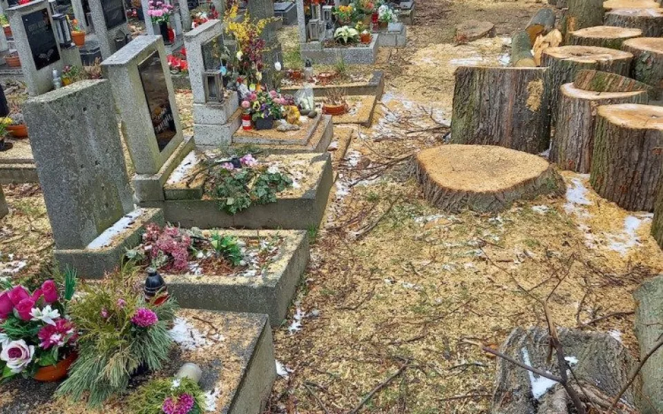 Pryč jsou i zdravé stromy, piliny zůstaly na hrobech