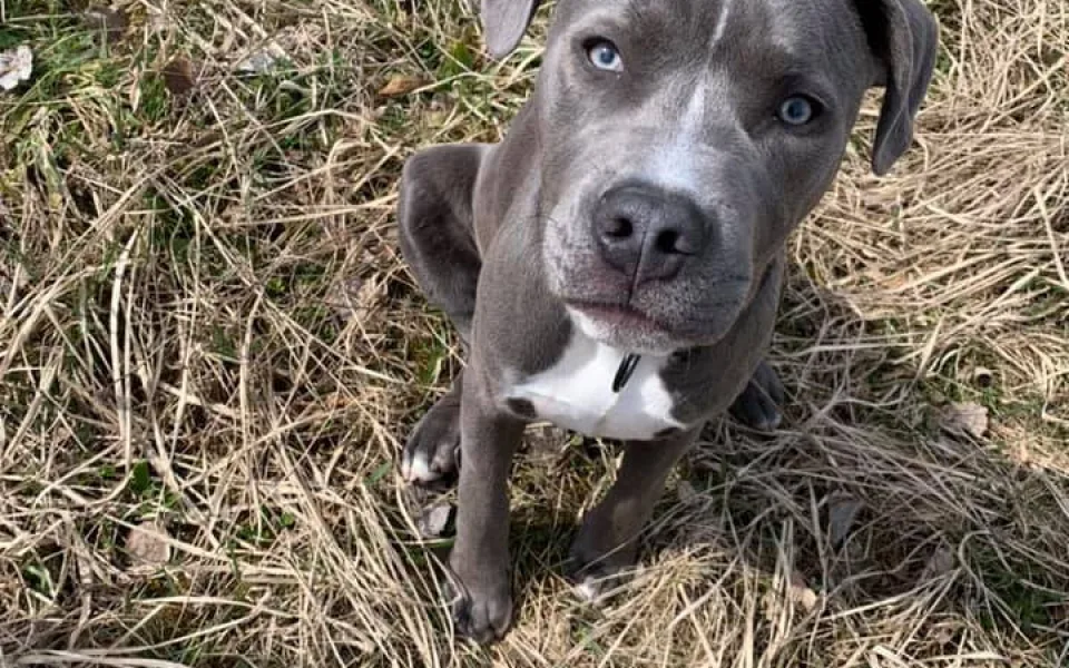 Jen pár dní po operaci utekl Jack z kontroly u veterináře. Může být v Kateřinkách a okolí