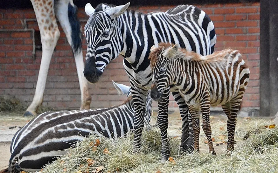 Liberecká zoo od pondělí neotevře všechny pavilony, botanická skleníky ano