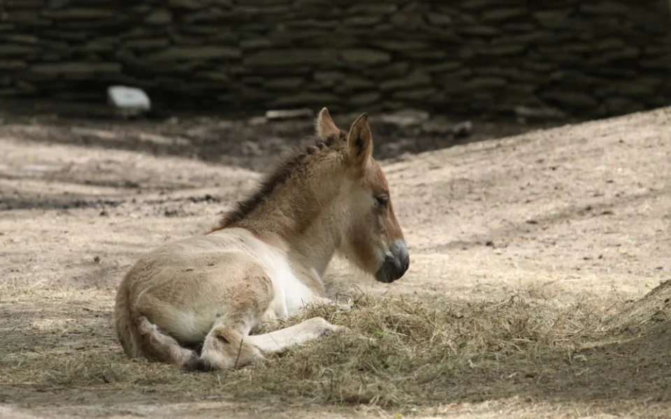 Kůň převalského a sob karelský. Zoo vítá mláďata