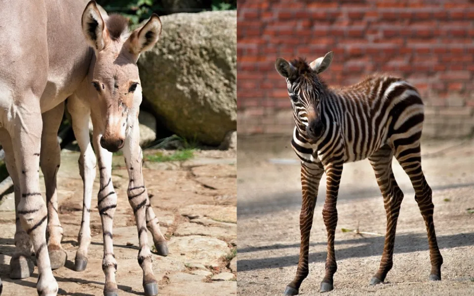 V liberecké zoo se narodila samice osla somálského, teprve druhá od roku 2006