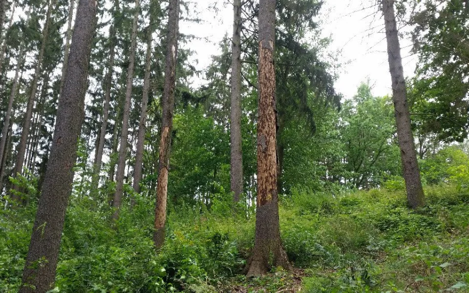 Chladné jaro přispělo ke snížení kůrovcové kalamity. Napadeného dřeva se těží méně