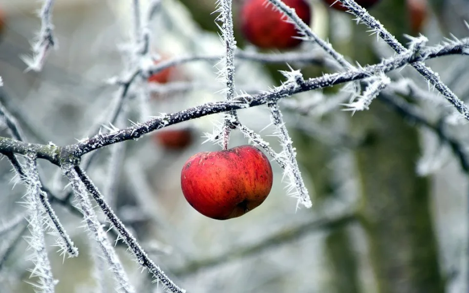 Mrazivé páteční ráno? Meteorologové varují, že teploty spadnou pod nulu