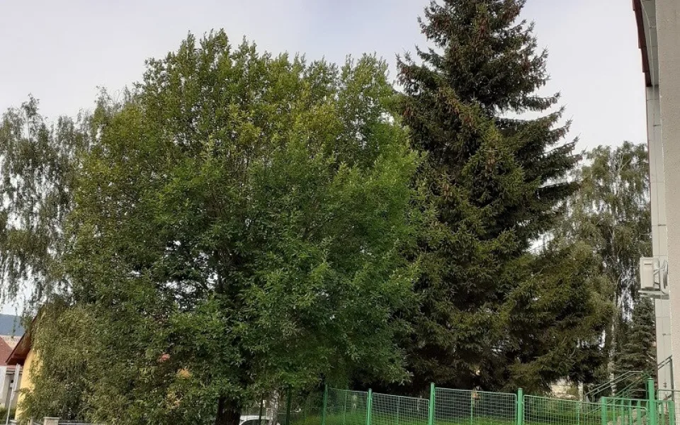 Liberec už zná svůj vánoční strom. Na náměstí se přestěhuje od Hokejky