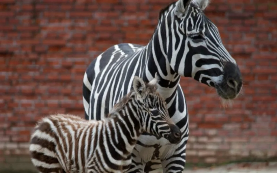 V zoo se narodila zebra, zahrada bude na Štědrý den otevřená
