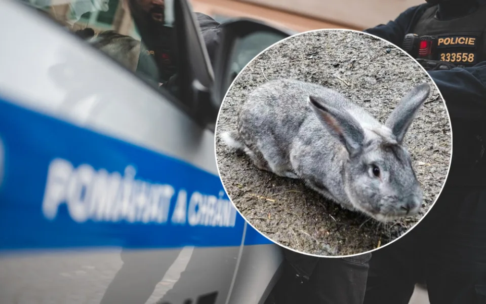 Zlodějka ze zahrady v Machníně ukradla králíka. Vyštěkala ji fenka ovčáka
