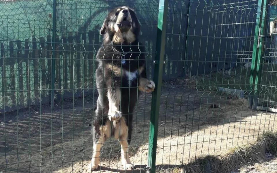 Tibetská doga v Křižanech utekla z pozemku a napadla ženu. Kousala ji po celém těle