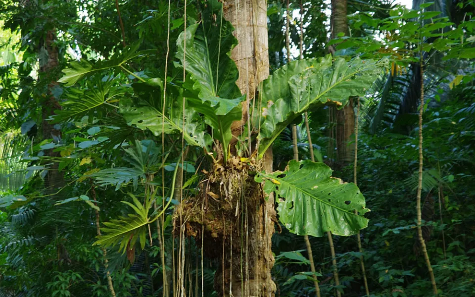 V liberecké botanické zahradě je nově k vidění největší druh toulitky. Listy mohou měřit až dva metry