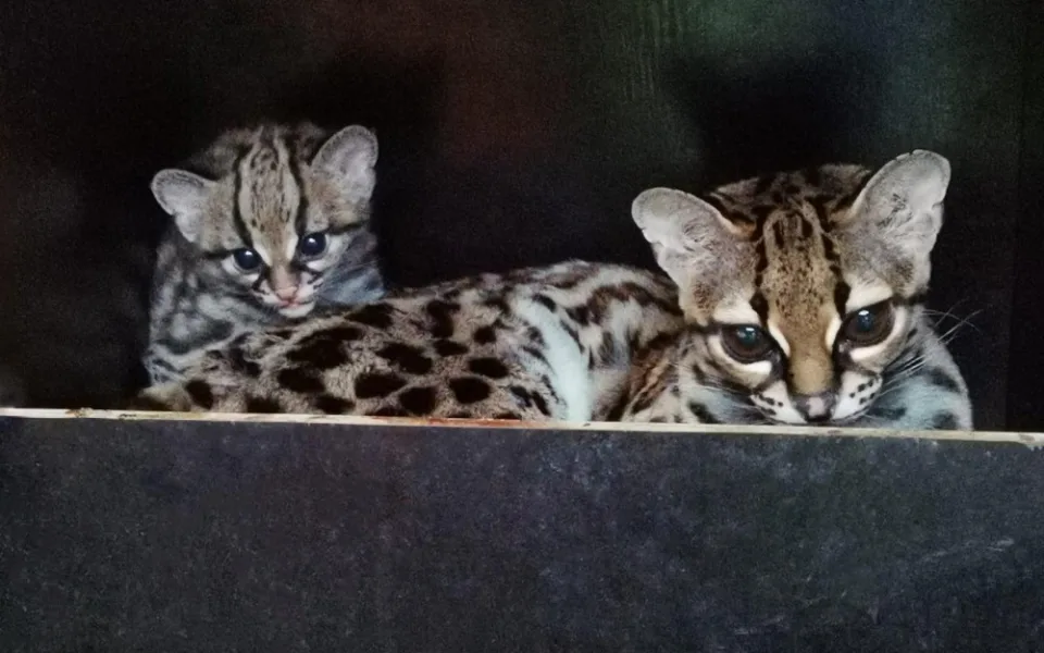 Margay. Foto: Šárka Kyselová