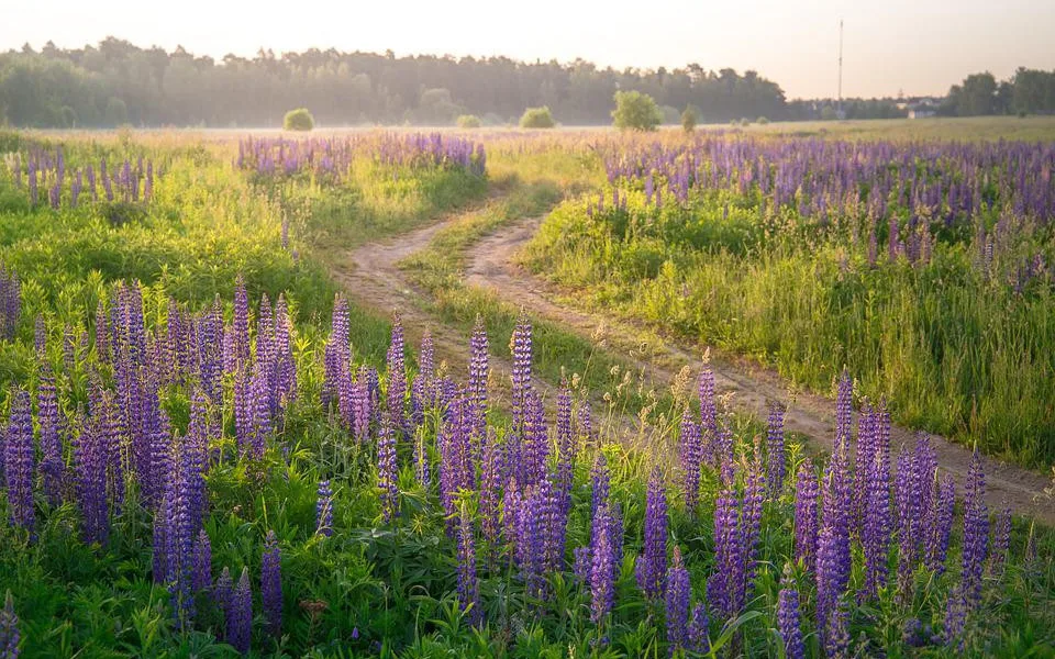Lupina zaplavuje Krkonoše. Její šíření na horských lukách ohrožuje ostatní vegetaci