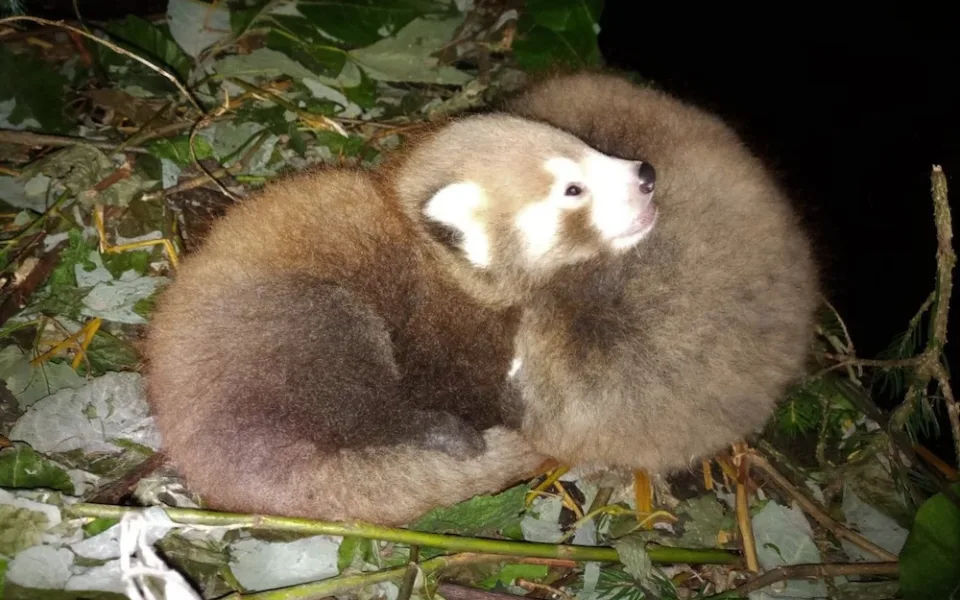 V zoo se narodila mláďata ohrožené pandy červené. Veřejnosti se ještě neukázala