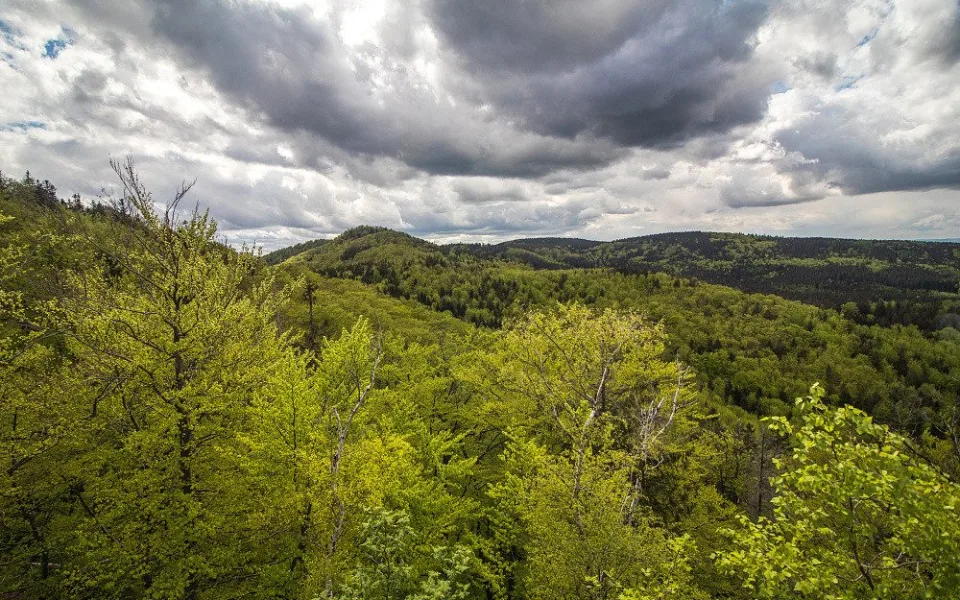 Jizerskohorské bučiny