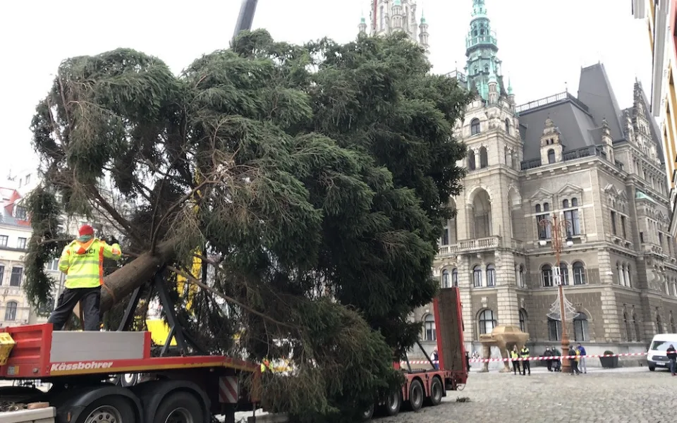 Hledá se vánoční strom pro náměstí před radnicí. Musí být z Liberce