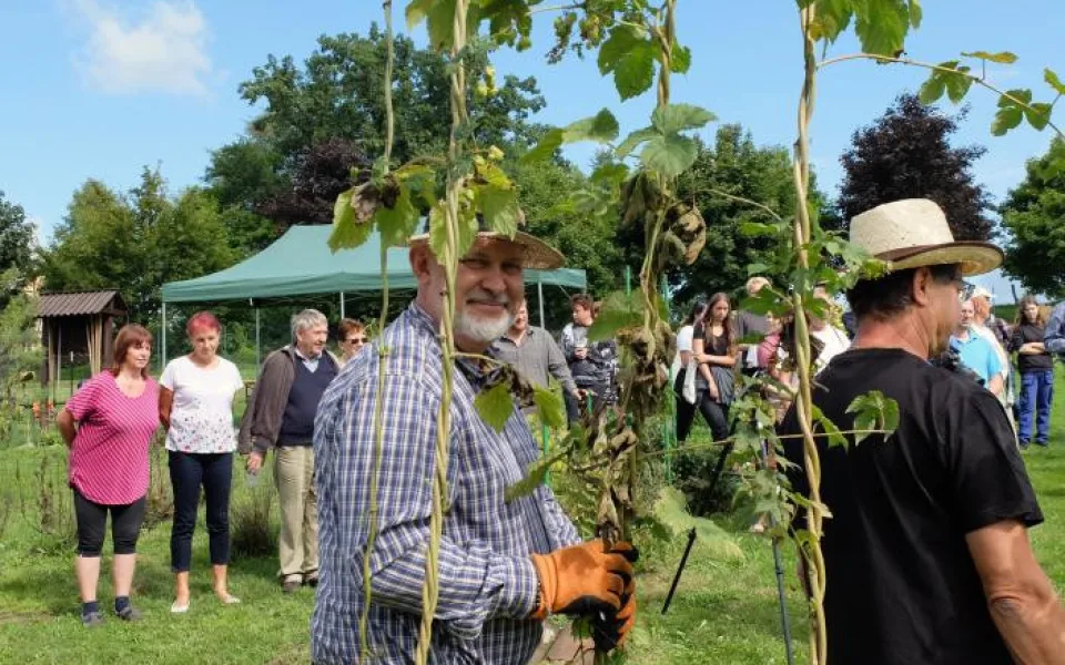 Ve Frýdlantu se pět česal chmel. Pivovar Albrecht z něj uvaří piva Hospodář, Čeledín a Kočí