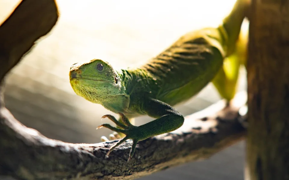 V liberecké zoo nově chovají ohrožené leguány fidžijské. Najdeme je v pavilonu tropů