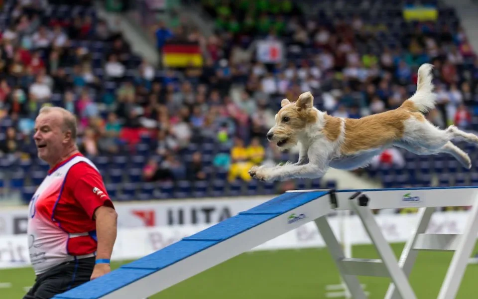 Do Liberce se po šesti letech vrátí světový šampionát v agility. Zúčastní se týmy z 55 zemí