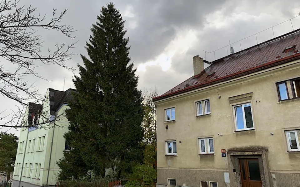 Liberec vybral vánoční strom, na náměstí přijede z Husitské ulice. Adventní program proběhne bez omezení