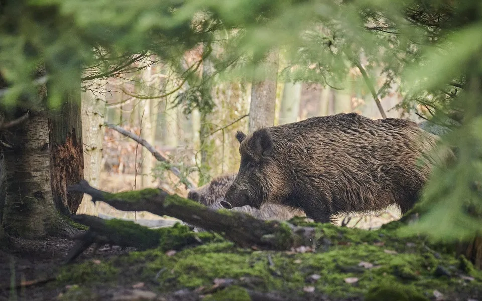 Lesy kolem Jablonce se od prosince na noc uzavřou. Myslivci budou lovit přemnožené divočáky