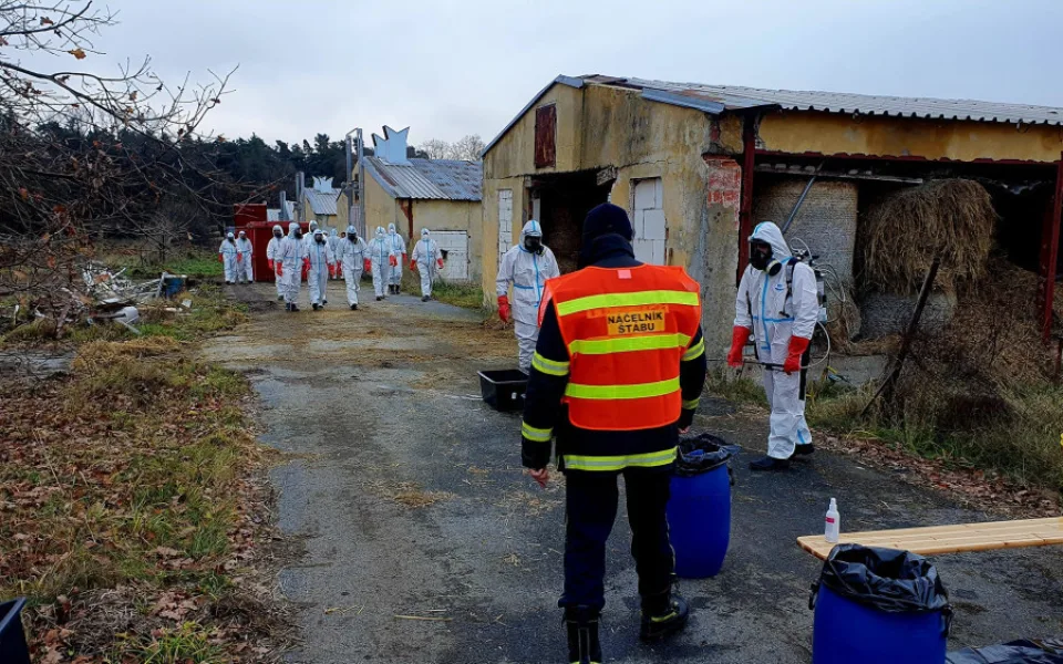 Veterináři zakázali od středy na celém území Česka venkovní chov drůbeže