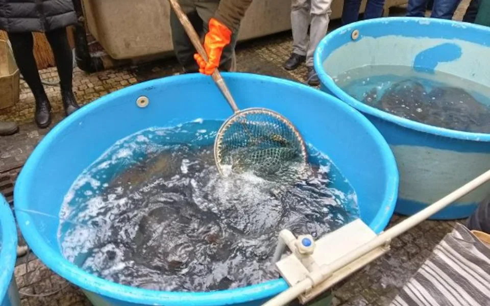 V kraji je nahlášeno přes 60 prodejních míst s kapry. Veterináři začnou s jejich kontrolou