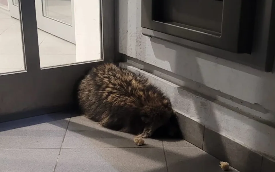 Psík mývalovitý překvapil ženu u bankomatu v centru města. Zraněné zvíře i přes pomoc veterinářky uhynulo