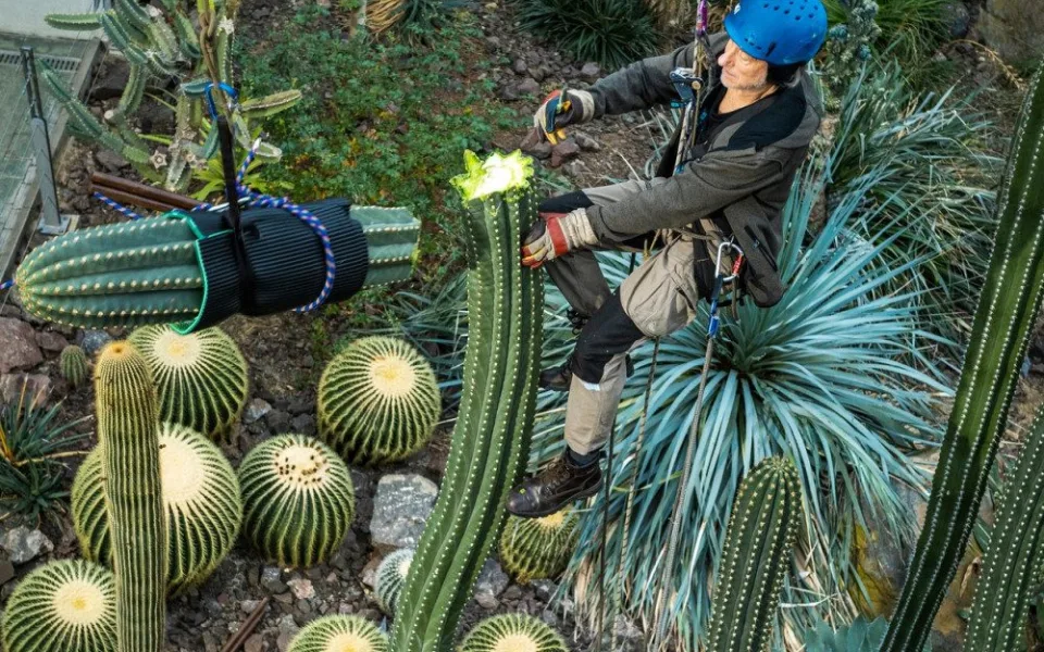 V liberecké Botanické zahradě museli zkrátit kaktus.