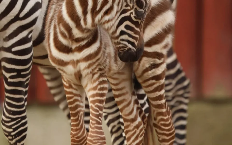 Zebra bezhřívá