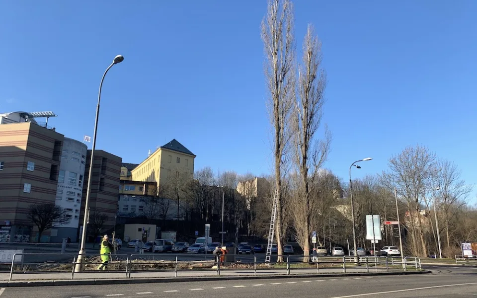 Připravovaná rekonstrukce Sokolské začala kácením. Stavbu chce město zahájit v létě