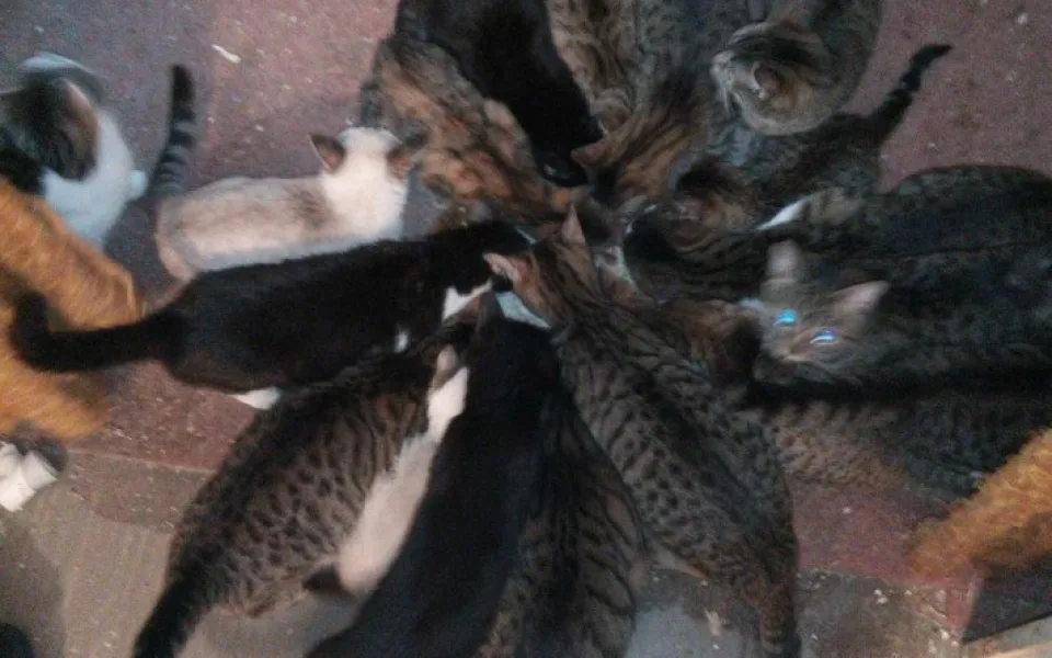 Veterináři odhalili v Liberci množírnu koček, chovateli odebrali 23 zvířat