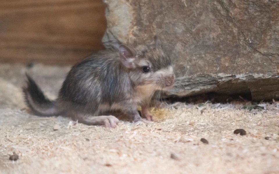 V liberecké zoo se poprvé narodila mláďata viskač. Raritní druh v jiné zahradě u nás není