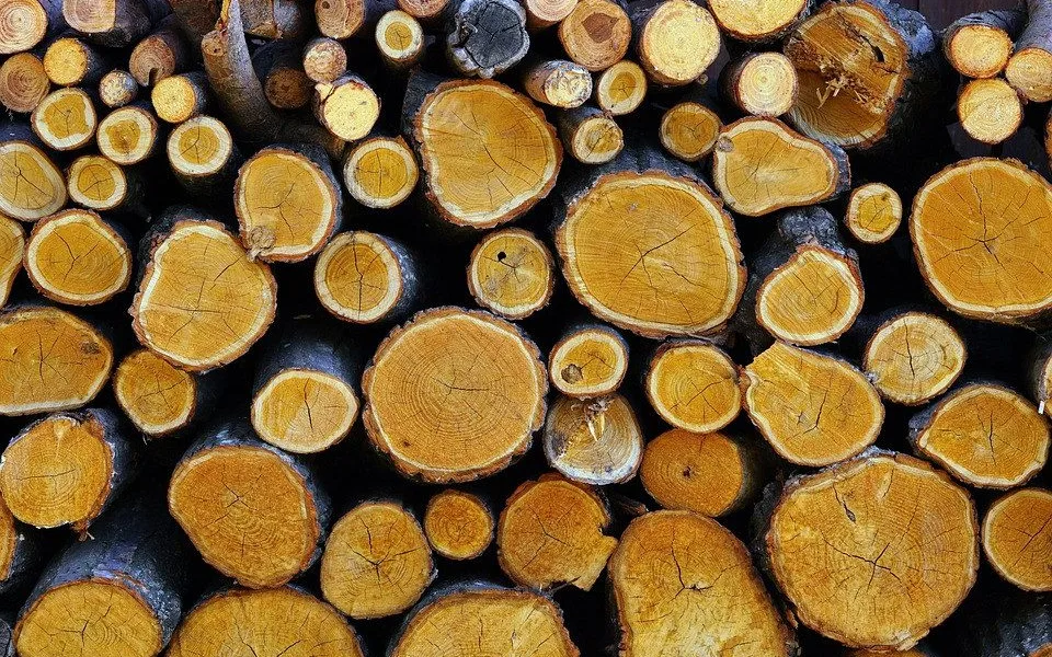 Bez povolení na městských pozemcích pokácel stovku stromů. Muži hrozí dva roky vězení