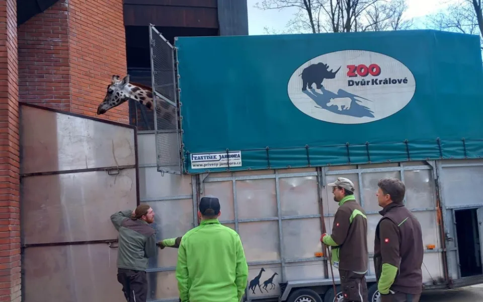Do zoologické zahrady přicestovala samice žirafy, stane se chůvou