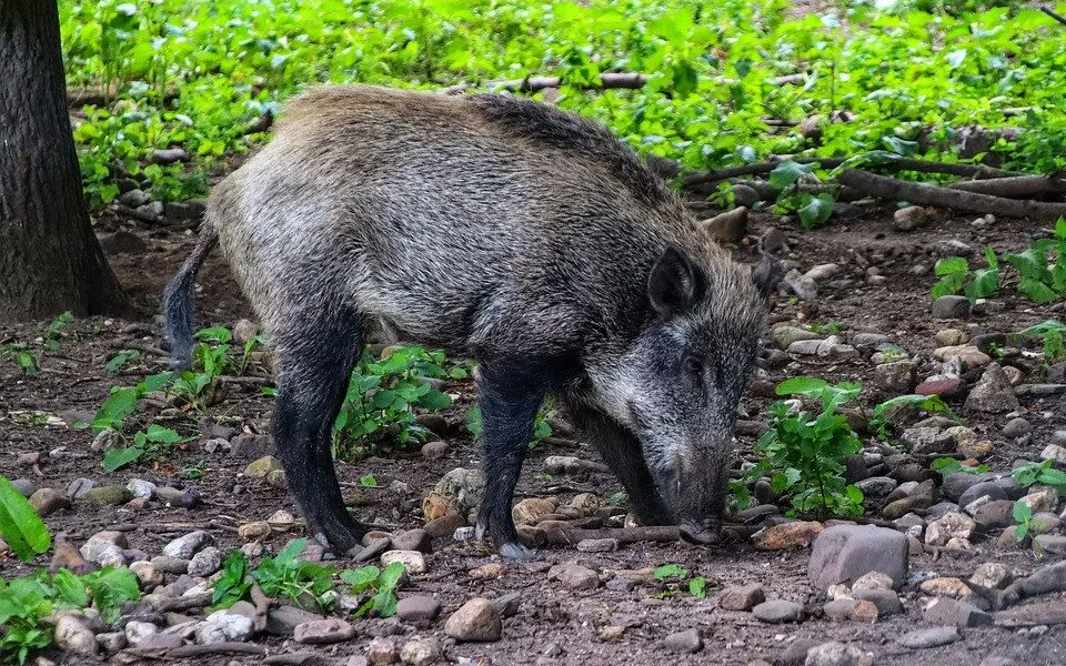 Africký mor prasat se šíří do vnitrozemí. Uzavřené pásmo sahá až za Máchovo jezero