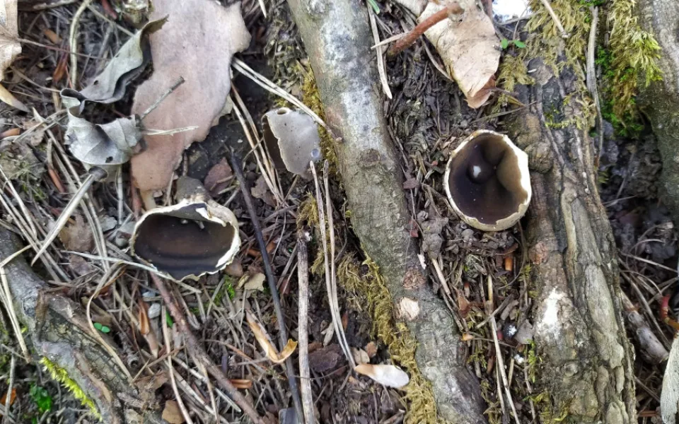 BLOG: Chřapáč běločerný - vzácnější jarní houba