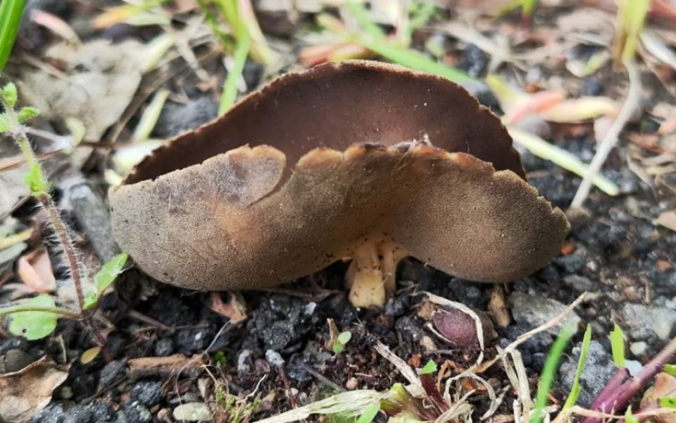 BLOG: Chřapáč Quéletův, aneb i na sídlišti se dají najít vzácnější houby