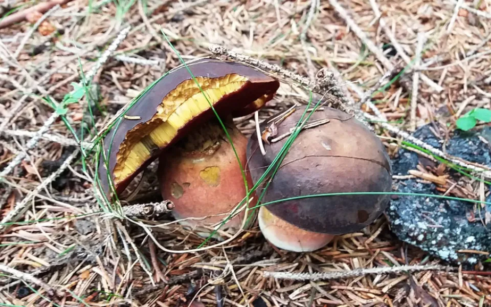 Houbařská sezona pomalu začíná.
